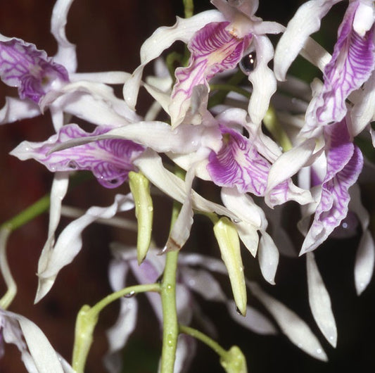 Den. rennelli species orchid