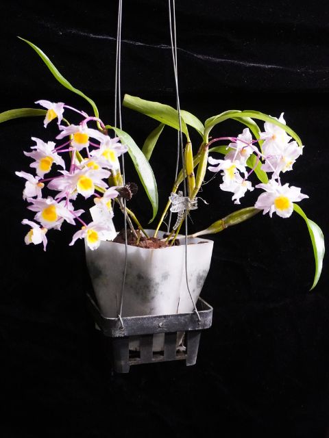 Dendrobium Farmeri