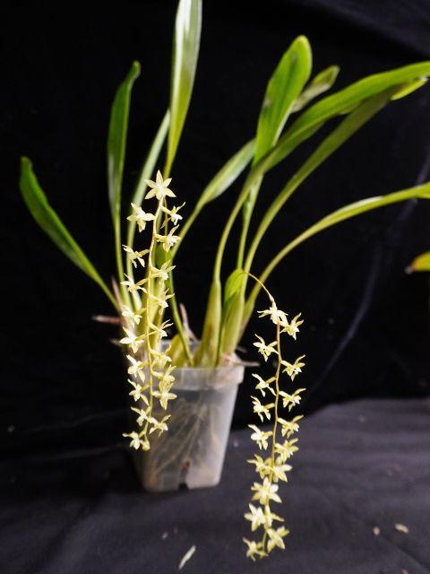 Dendrochilum Cobbianum