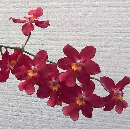 Osp. Fran's Jewels 'Brilliant'