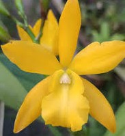 Eny. Golden Sunburst fragrant orchid