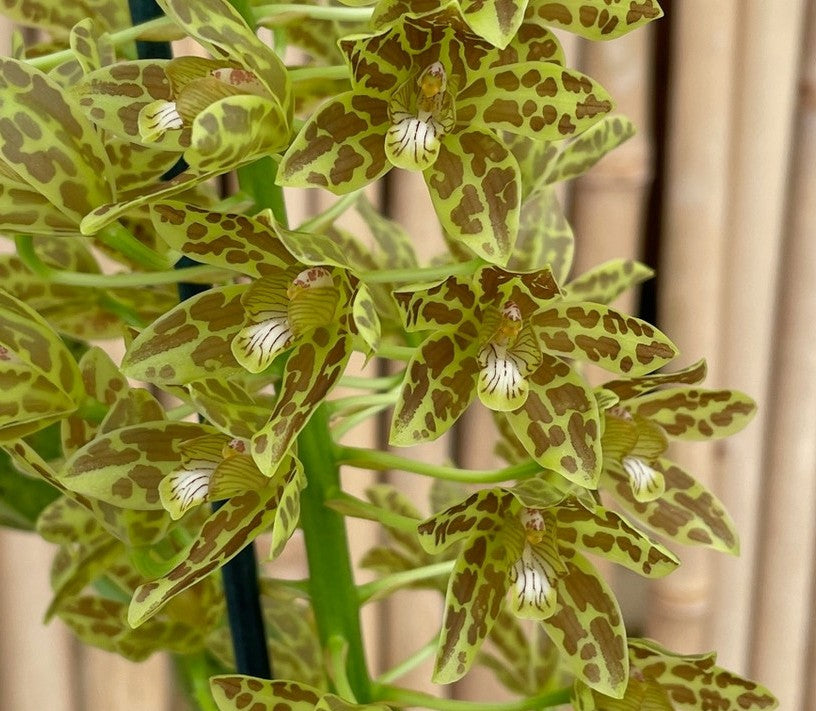 Gram. Crownfox Leopard PK x script. citrinum