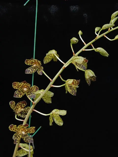 Grammatophyllum Fely's Sunshine AM/AOS I(Orchid Alley hybrid)