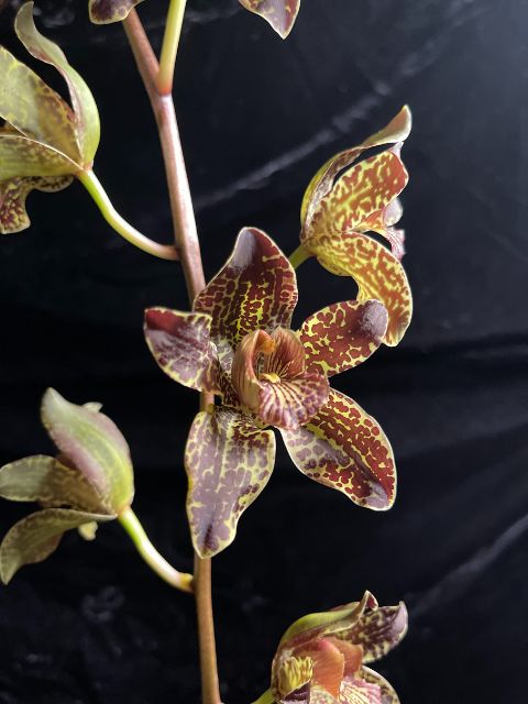Grammatophyllum Jumbo Grand 'PK'