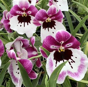 Milt. Lila Fearneyhough 'Ethel'
