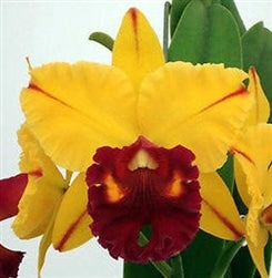 Cattleya Hybrid - Growers Choice