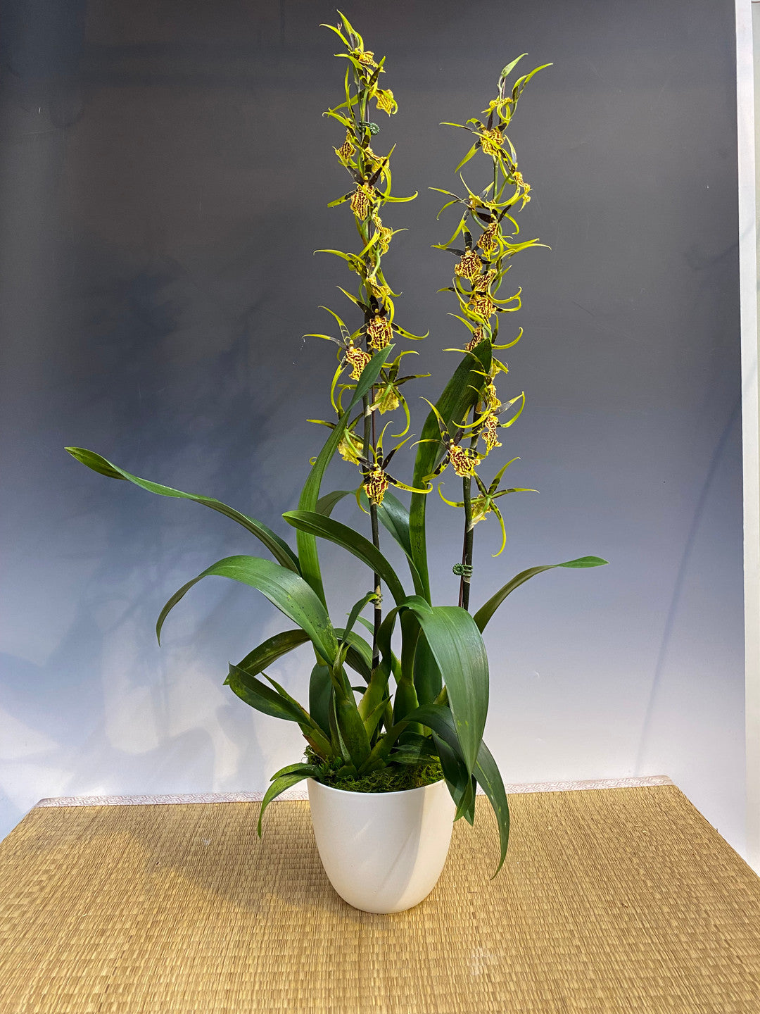 Bnfd. Gilded Tower “Mystic Maze” – Orchid Alley