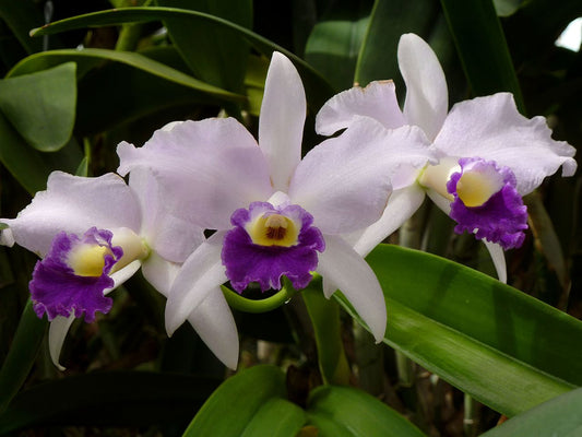 Cattleya Hybrid - Growers Choice