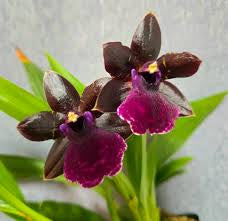 Pptm. La Jolla Delight 'Hilo Orchid Farm'