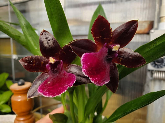 Pptm. La Jolla Delight 'Hilo Orchid Farm'