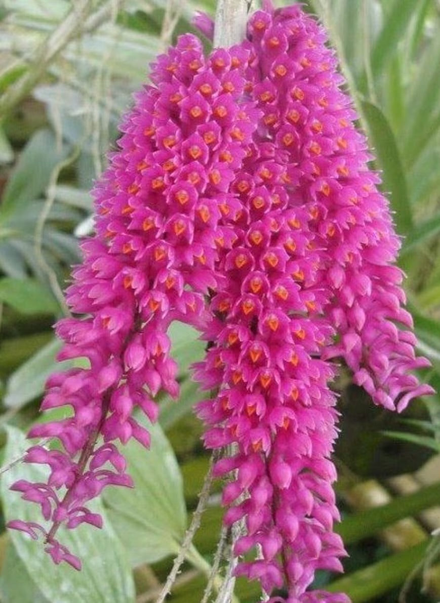 Den. Secundum alba x ‘Red’