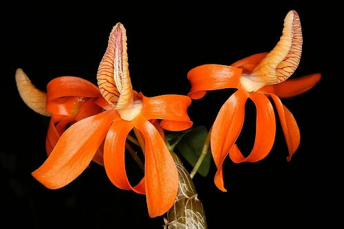 Den. unicum tangerine tango x tangerine jewel