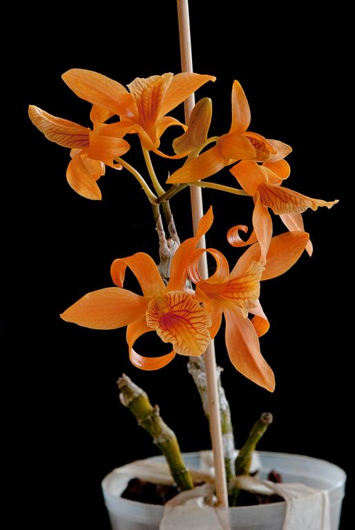 Den. Stardust ‘Firebird’ x unicum ‘Fireworks’