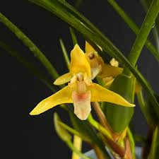 Maxillaria tenuifolia ‘Yamada’ The yellow coconut orchid