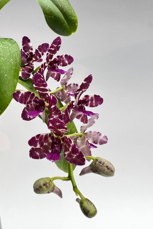 Rhynchonopsis Dragon Charmy (P. japonica x Rhy. gigantea) orchid