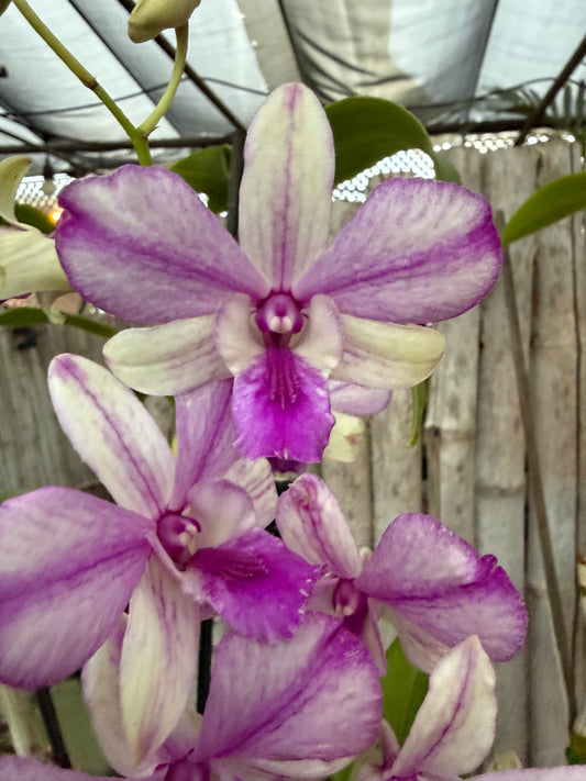 Dendrobium Popeye orchid