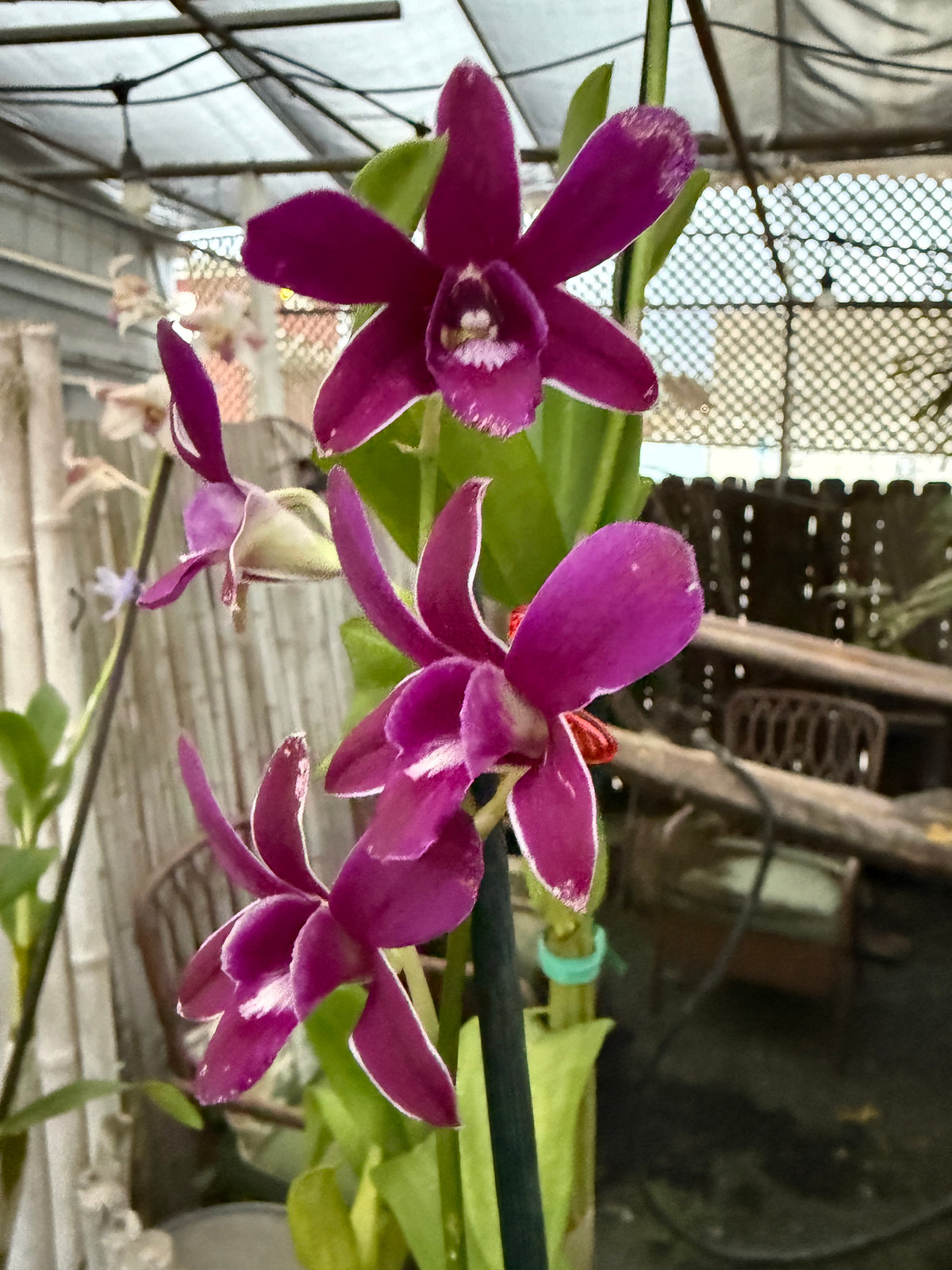 Dendrobium Sakda Blue orchid
