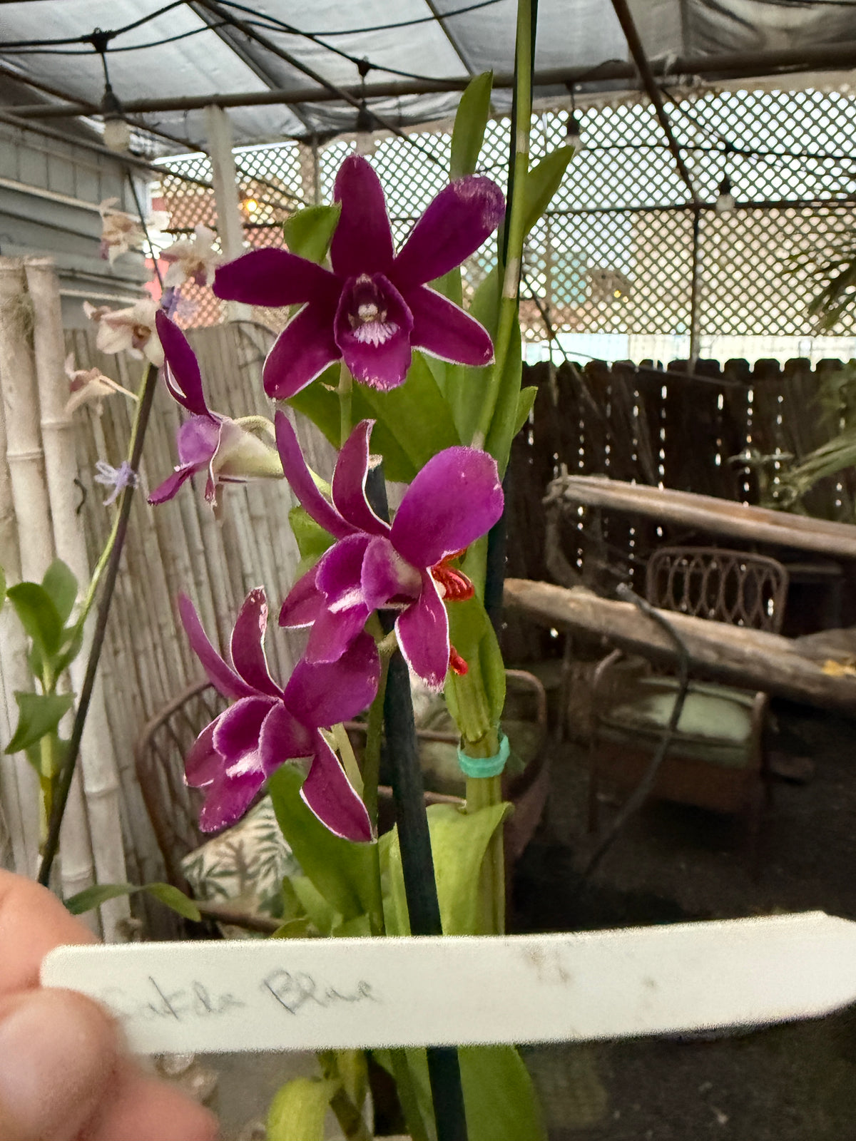 Dendrobium Sakda Blue orchid