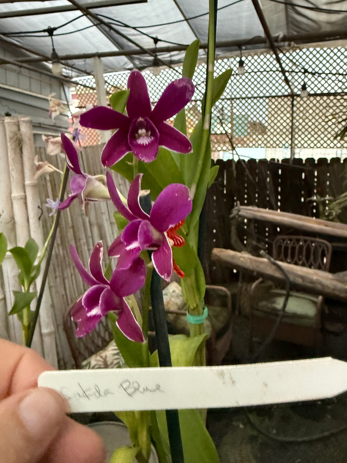 Dendrobium Sakda Blue orchid