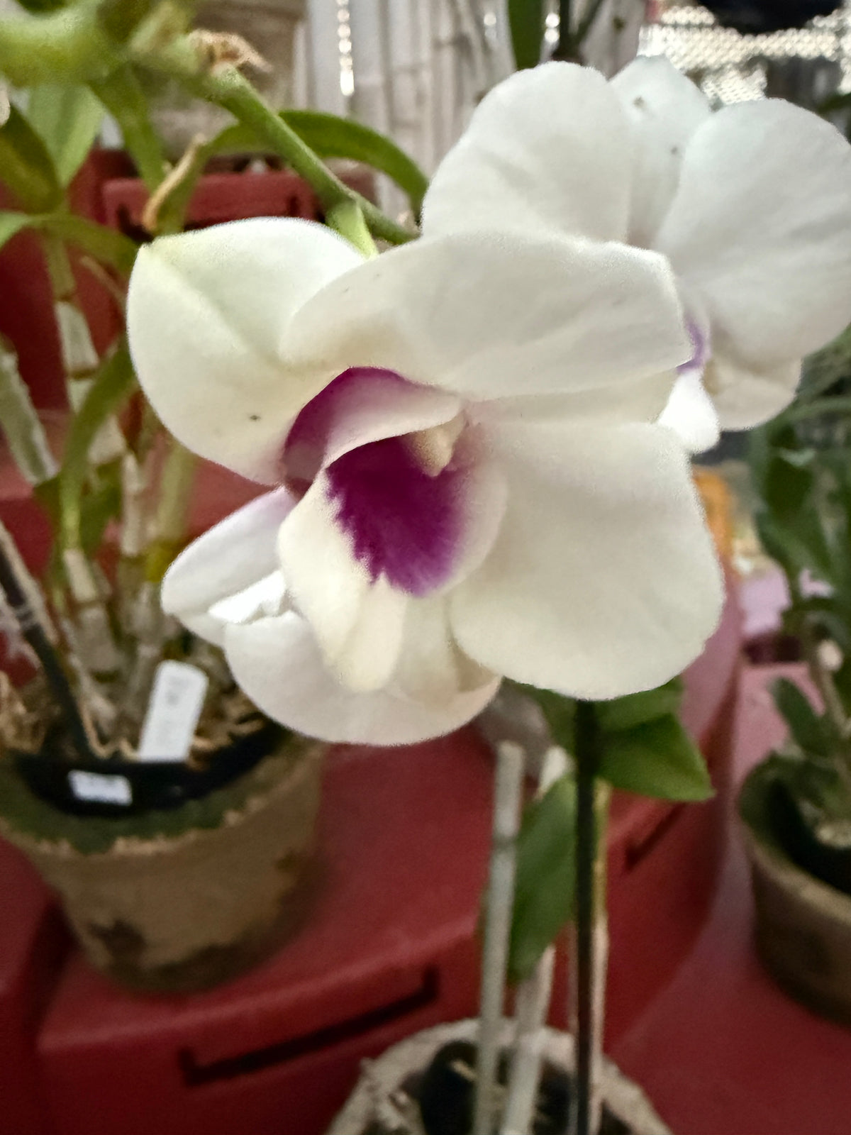 Dendrobium Burana Starlet #1 white with purple lip orchid