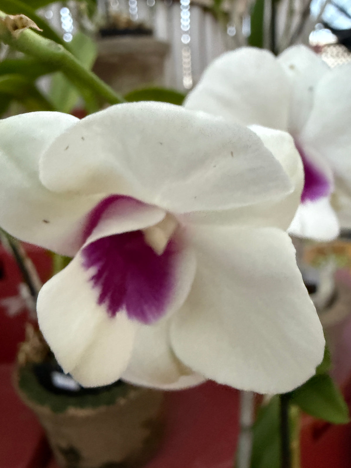 Dendrobium Burana Starlet #1 white with purple lip orchid