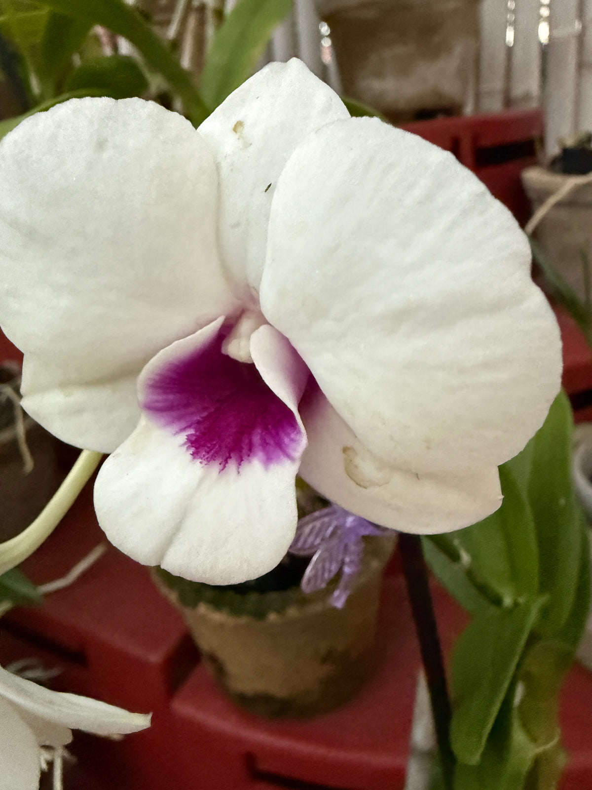 Dendrobium Burana Starlet #1 white with purple lip orchid