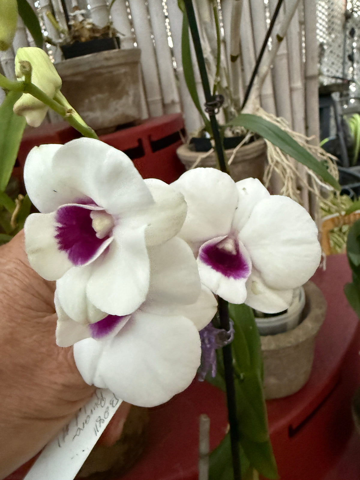 Dendrobium Burana Starlet #1 white with purple lip orchid