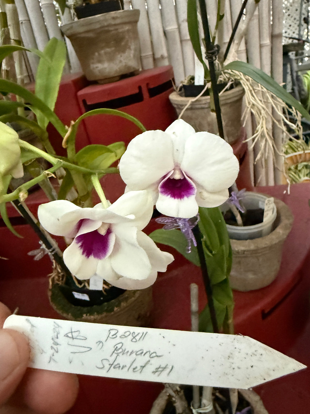 Dendrobium Burana Starlet #1 white with purple lip orchid