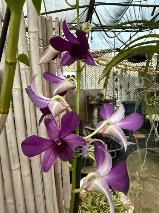 Dendrobium Irish Purple orchid