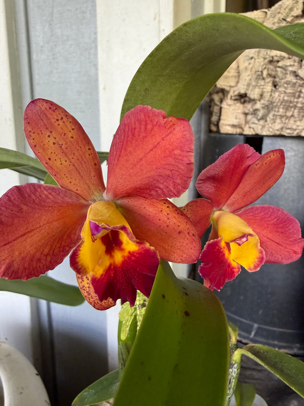 C. Katherine Clarkson 'SVO' x Pot. Lazlo's Spark 'D.O.'