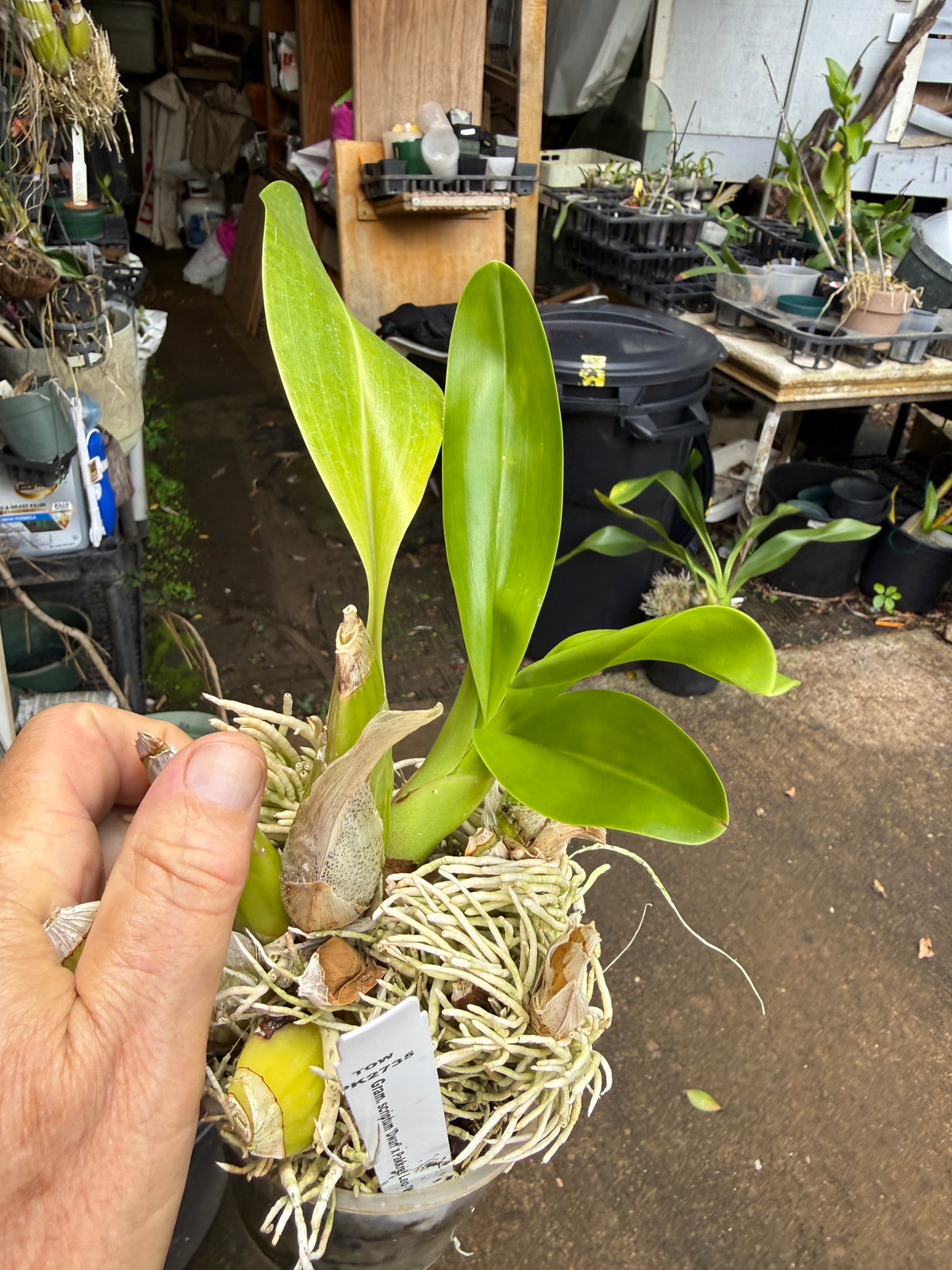 Gram. scriptum Dwarf x Pakkret Leo 'Winter' (semi dwarf gram.)