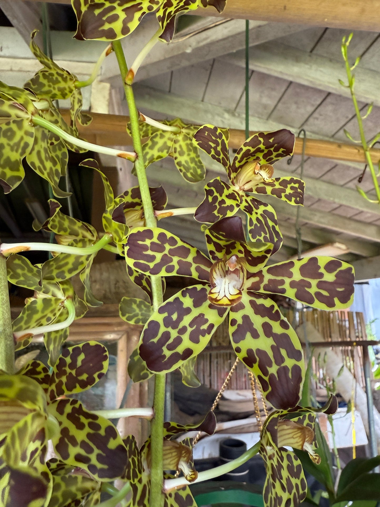 Grammatophyllum Fely's Sunshine AM/AOS I(Orchid Alley hybrid)