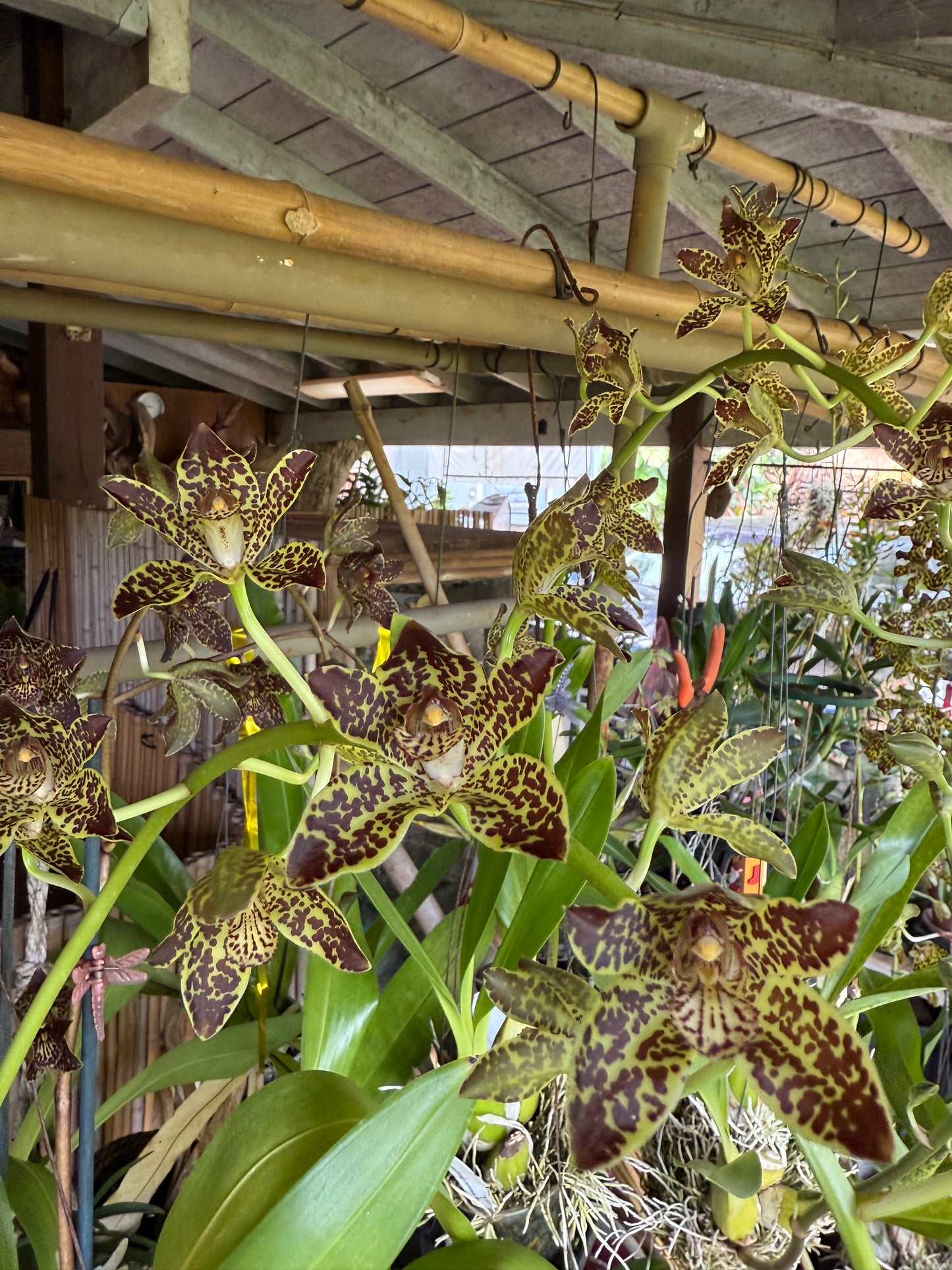 Gram Jumbo Grand x Scriptum Citrinum 'Alba'