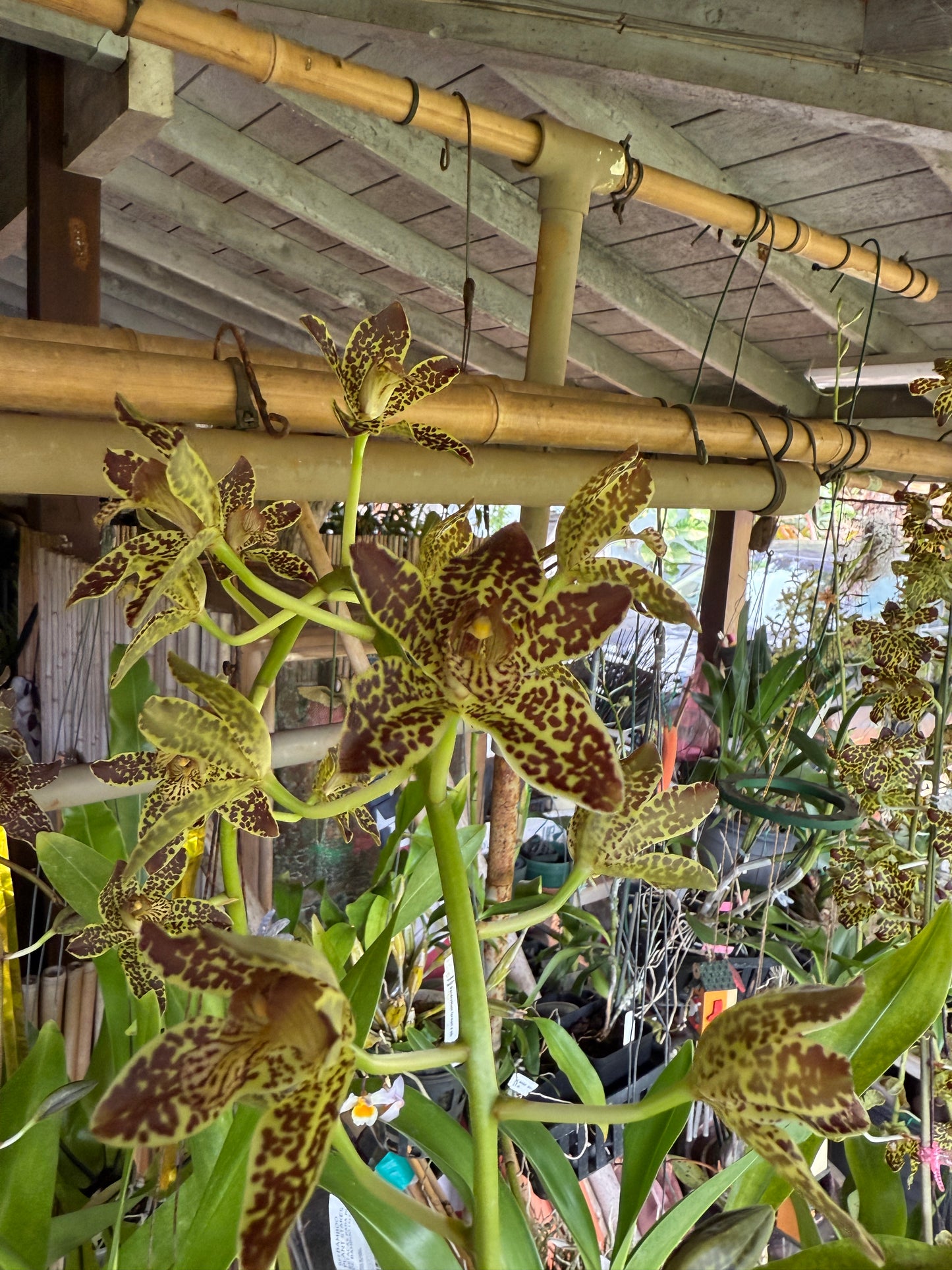 Gram Jumbo Grand x Scriptum Citrinum 'Alba'