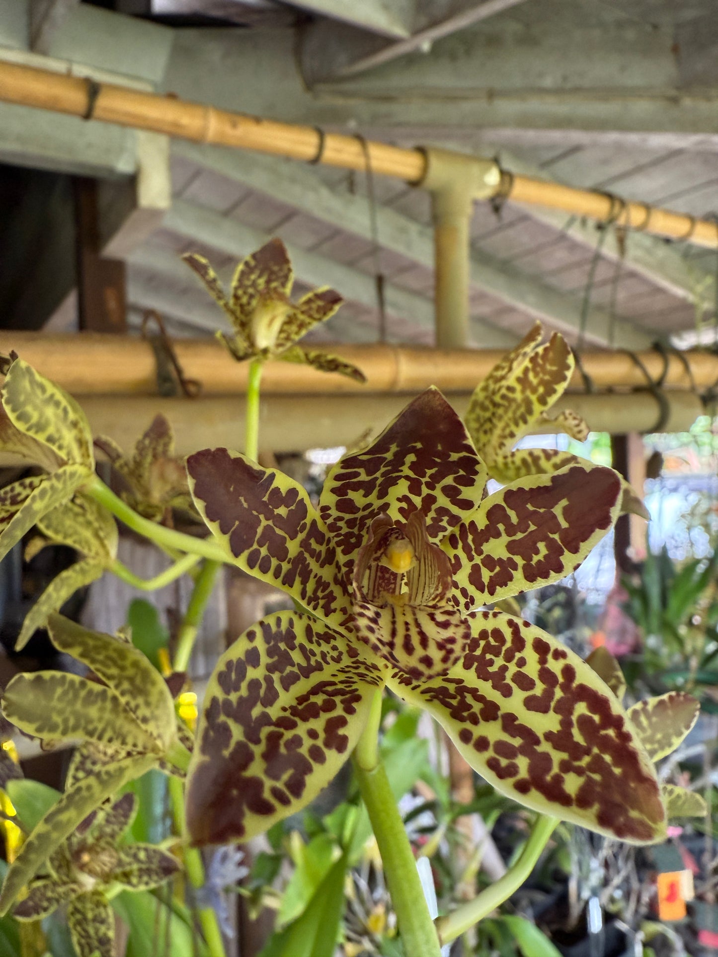 Gram Jumbo Grand x Scriptum Citrinum 'Alba'