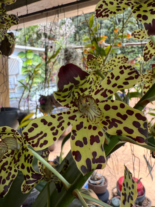 Grammatophyllum Broga Tiger 'Beverly'