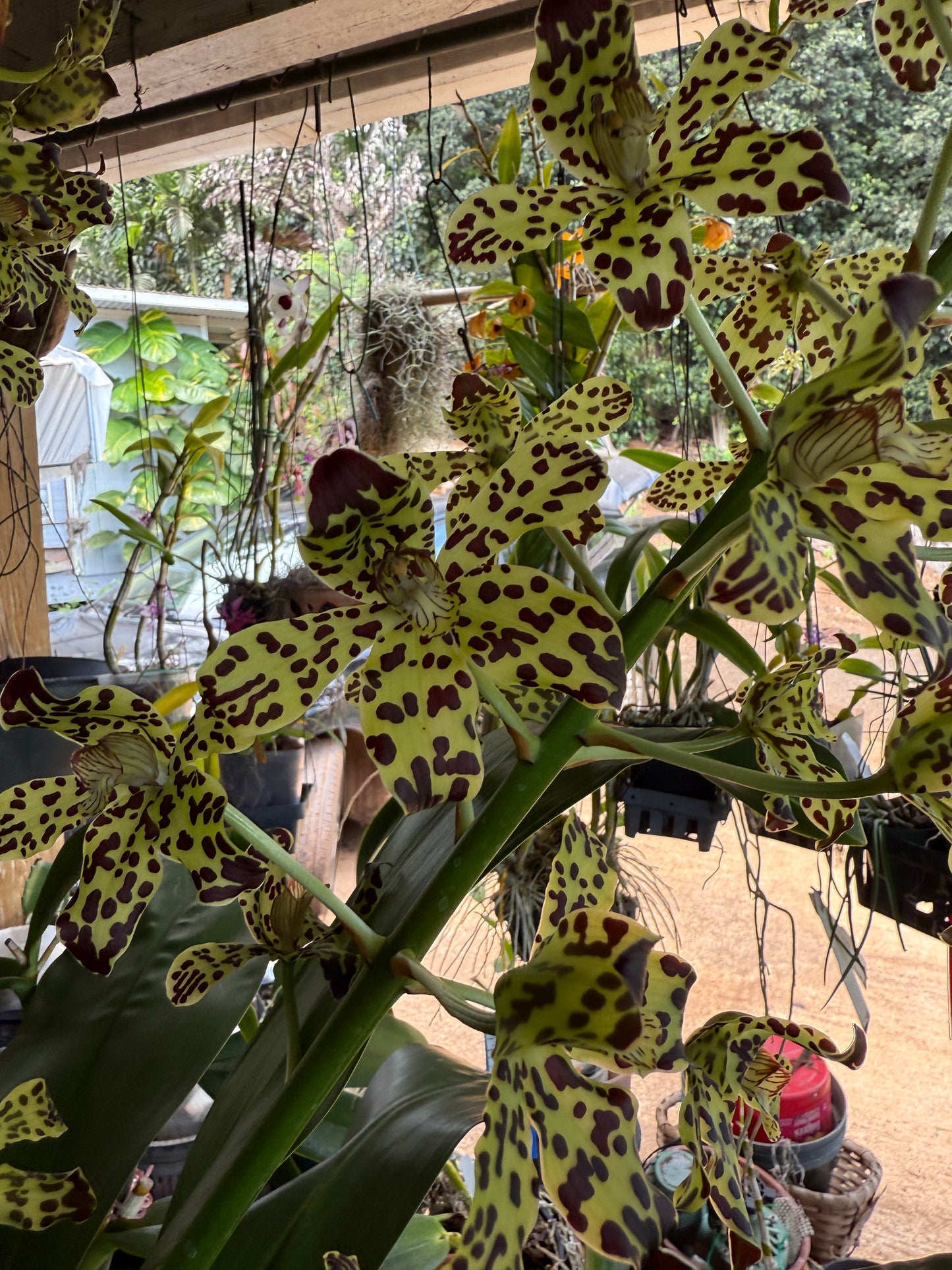 Grammatophyllum Broga Tiger 'Beverly'