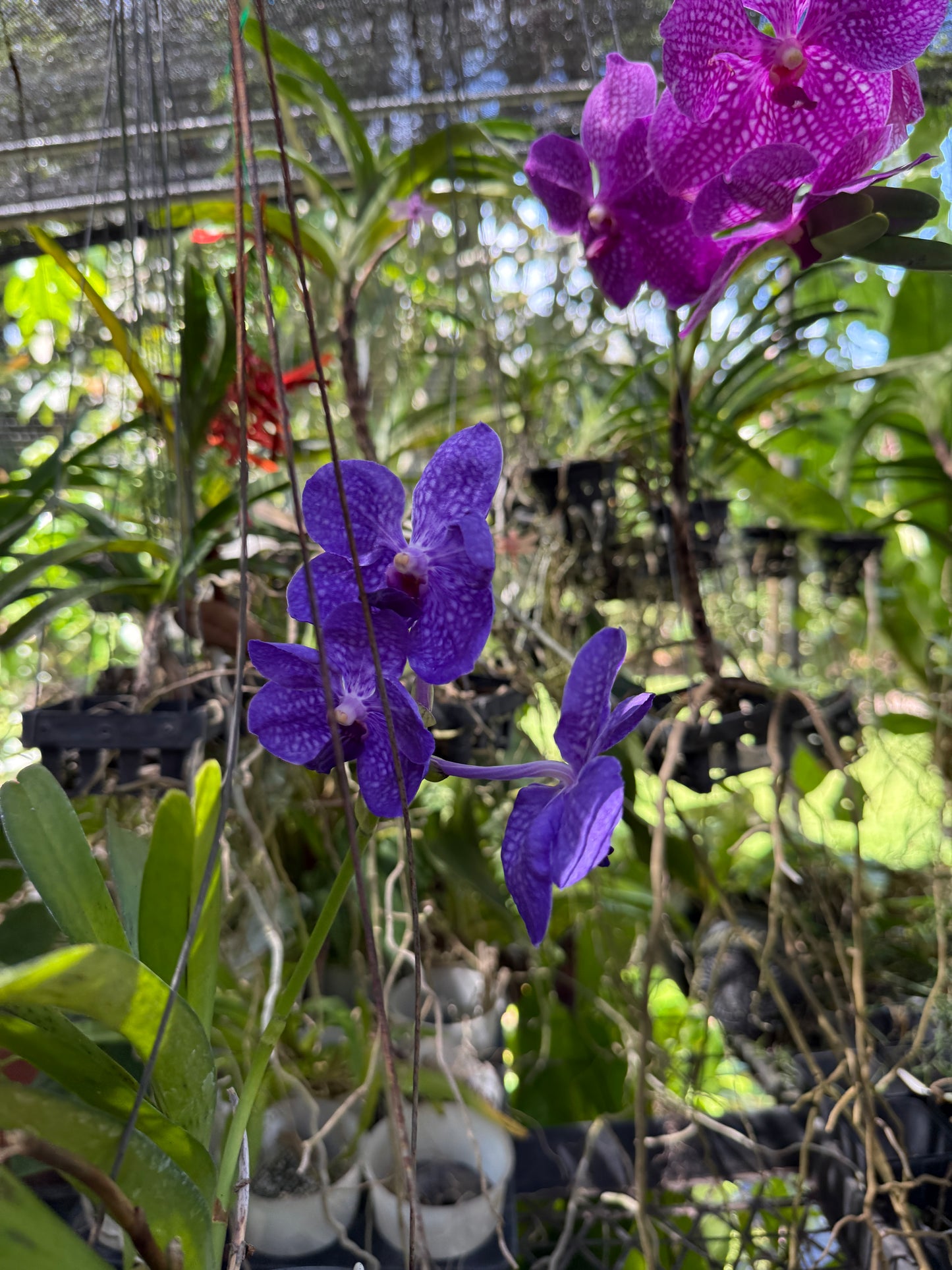 Vanda Pachara Delight