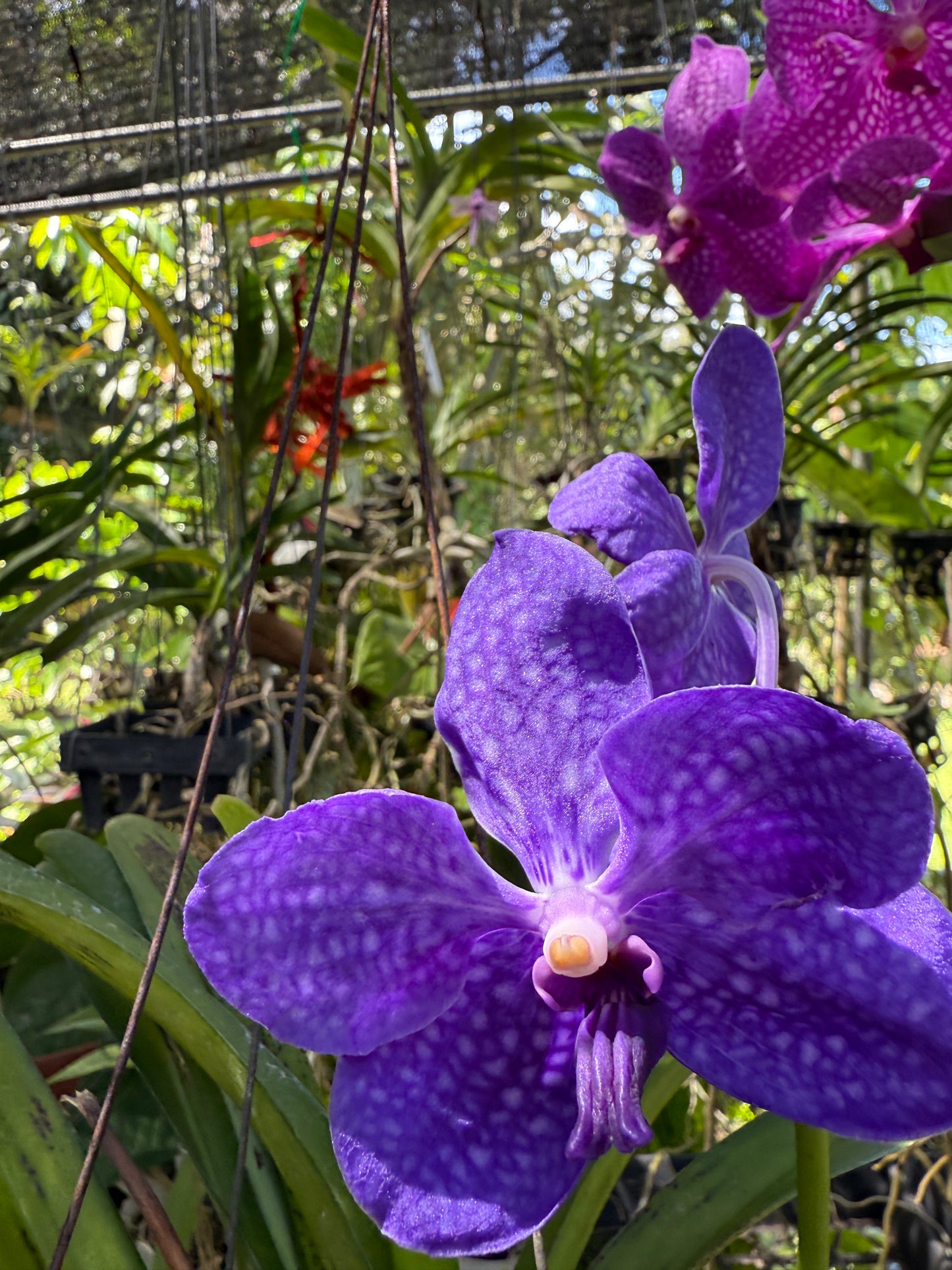 Vanda Pachara Delight