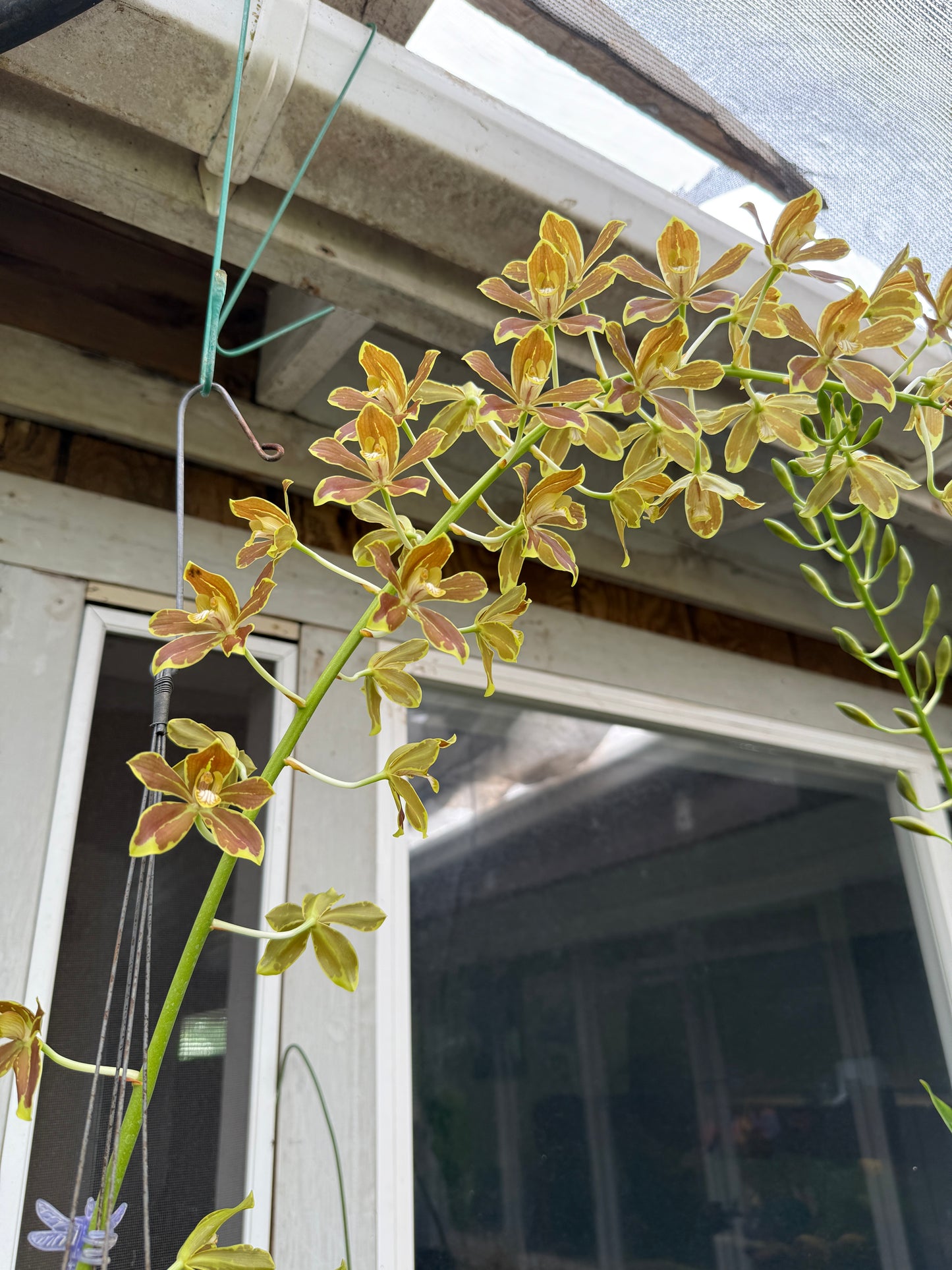 Gram. Crownfox Leopard PK x script. citrinum