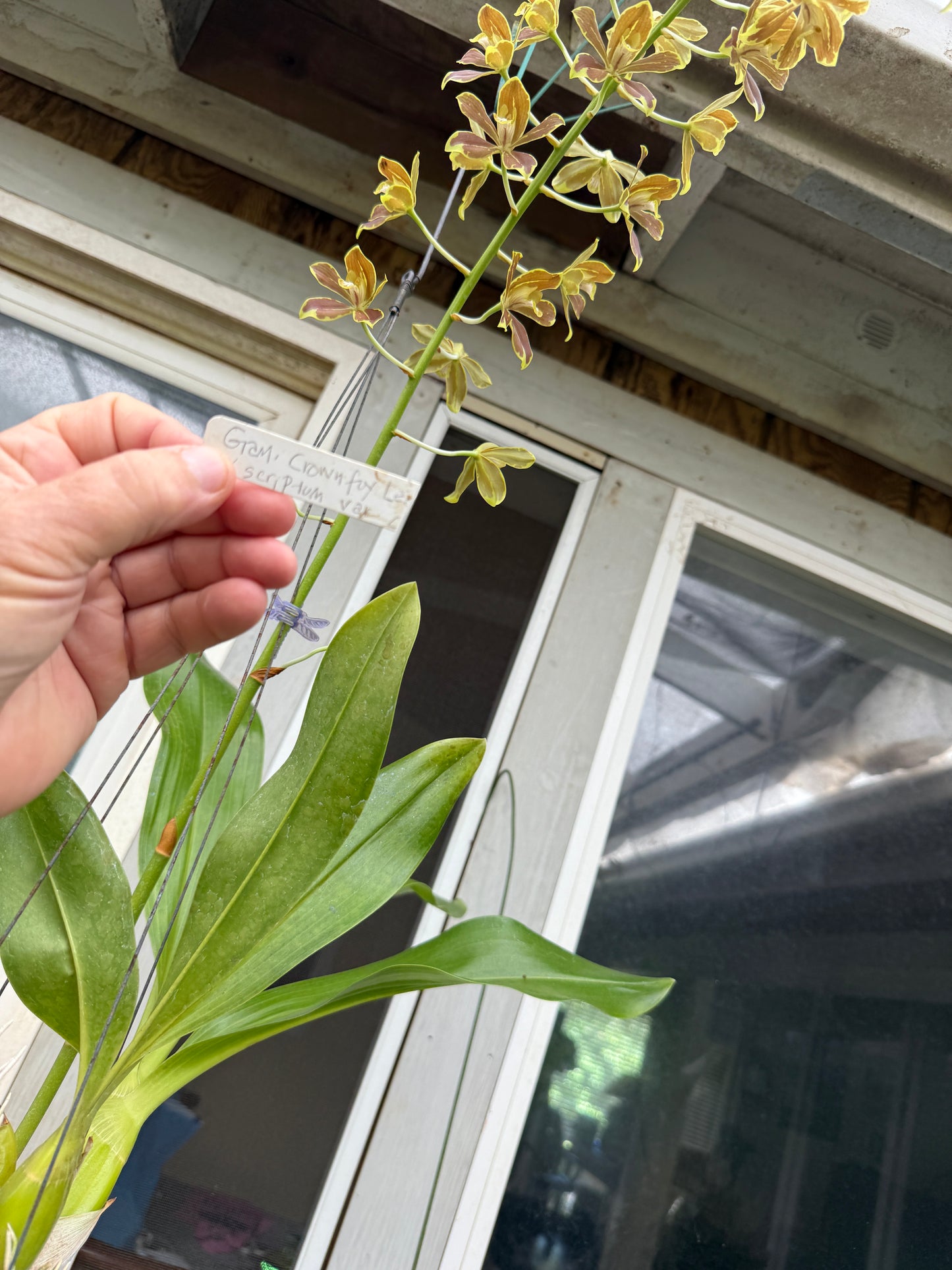 Gram. Crownfox Leopard PK x script. citrinum