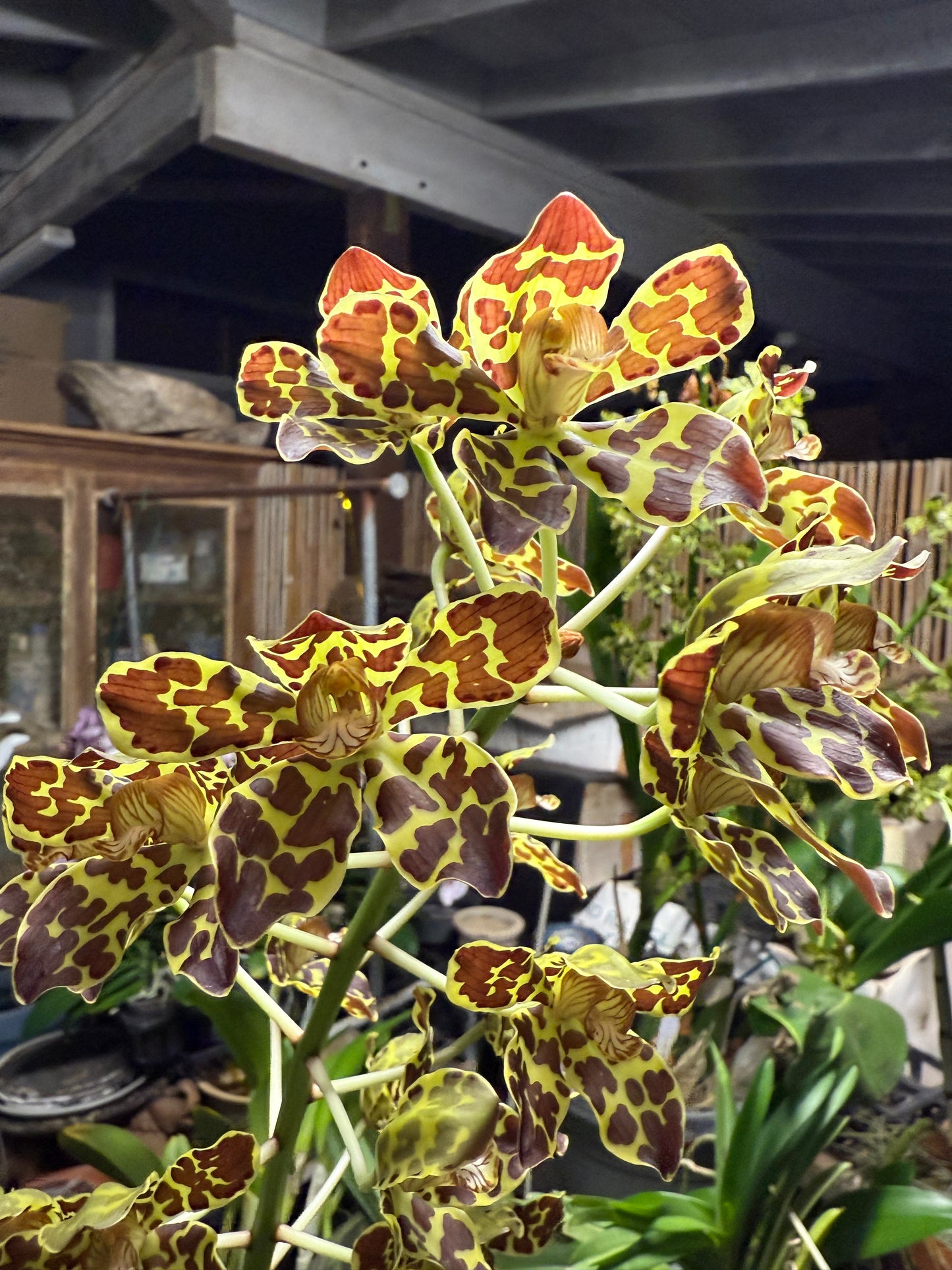 Grammatophyllum scriptum 'Leopard'