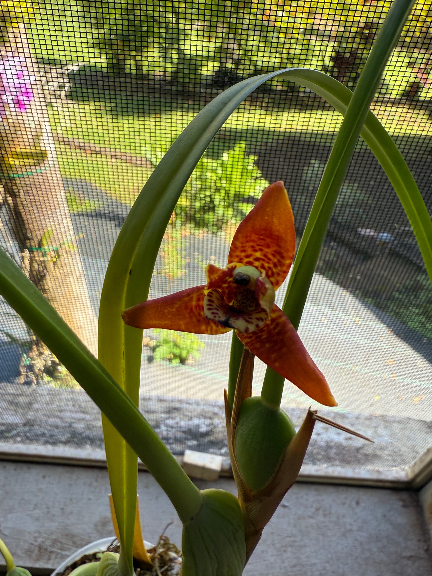 Maxillaria Tenuifolia 'red variety'- The Coconut Orchid