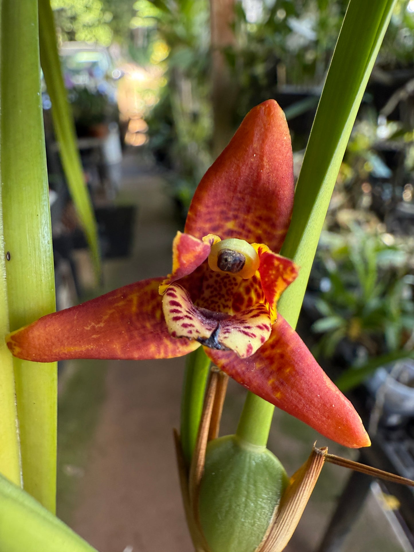 Maxillaria Tenuifolia 'red variety'- The Coconut Orchid