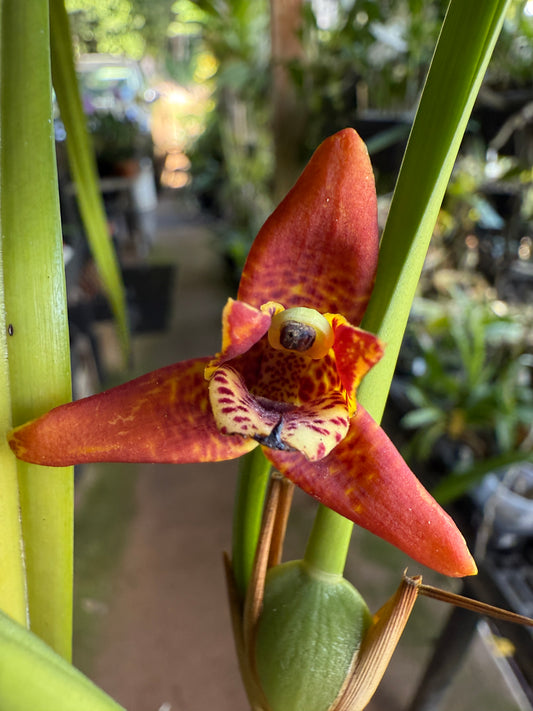 Maxillaria Tenuifolia 'red variety'- The Coconut Orchid