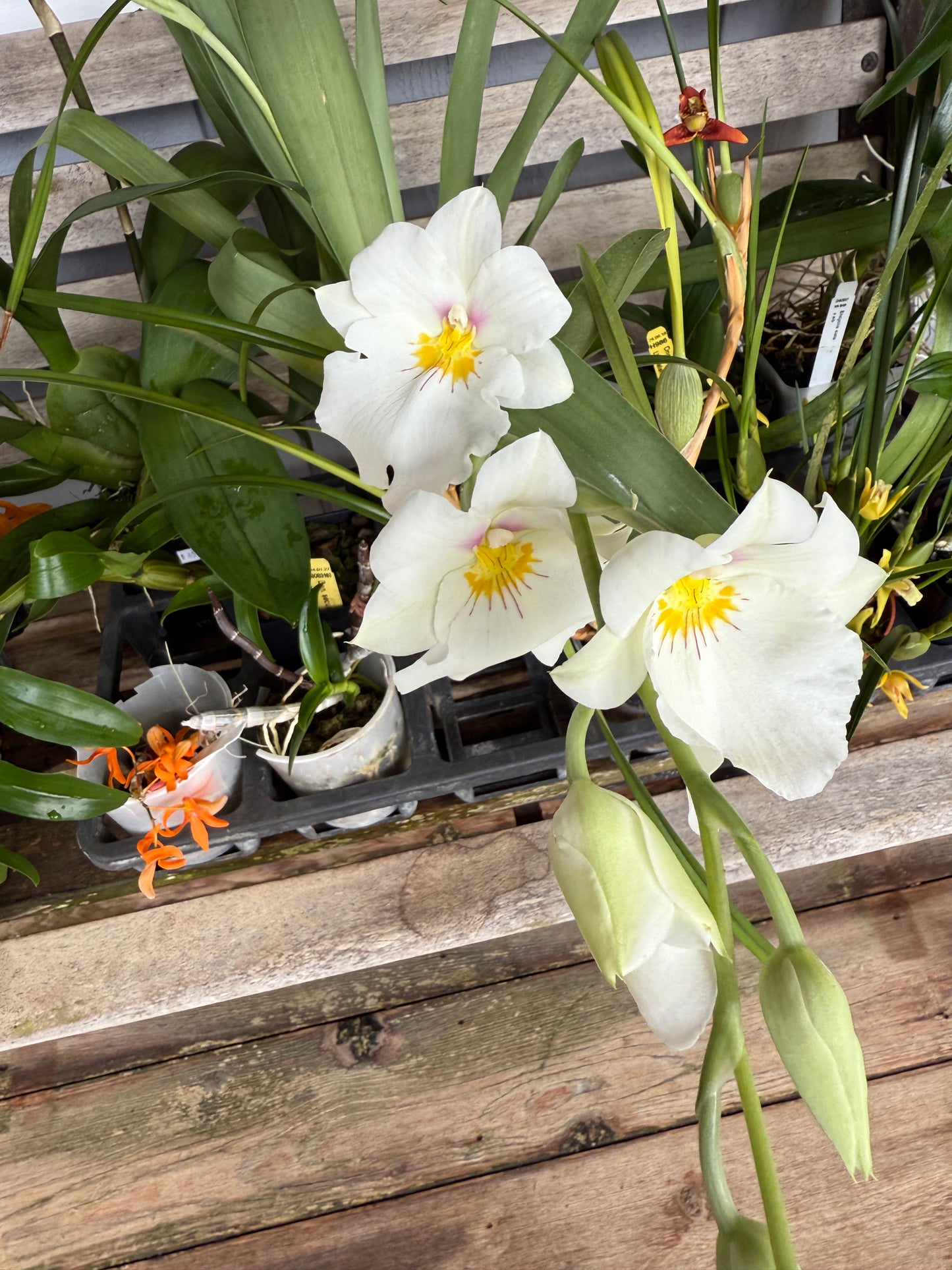 Miltoniopsis Rene Komoda