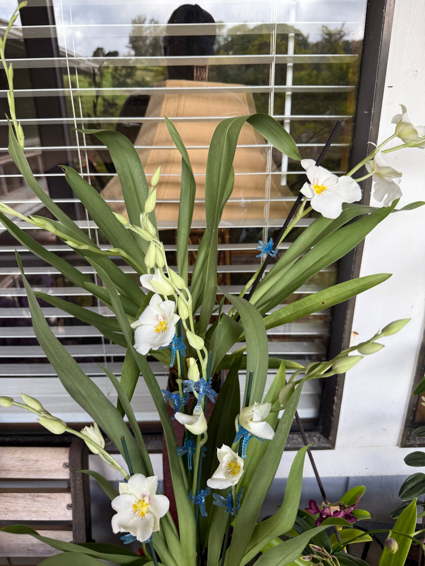Miltoniopsis Rene Komoda