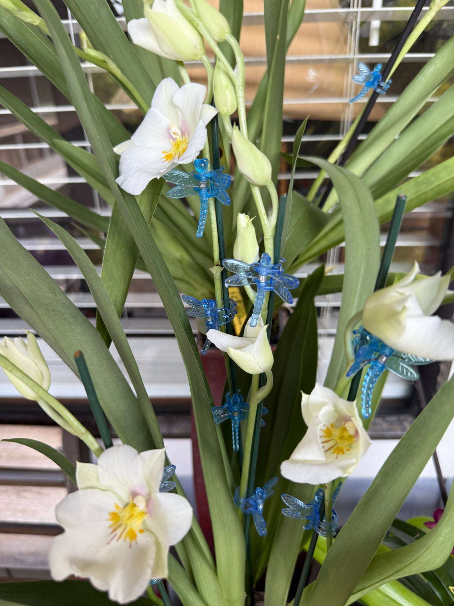 Miltoniopsis Rene Komoda