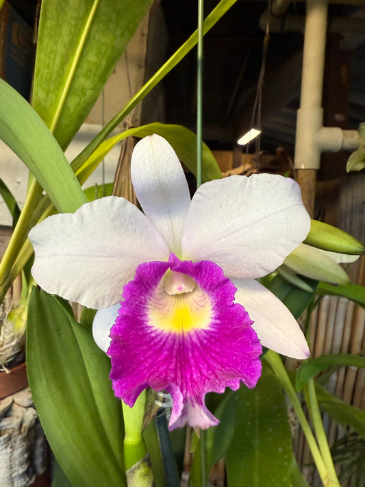 BLC Aiea Lorraine