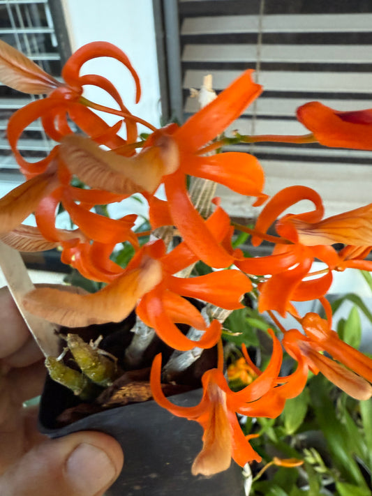 Den. unicum tangerine tango x tangerine jewel